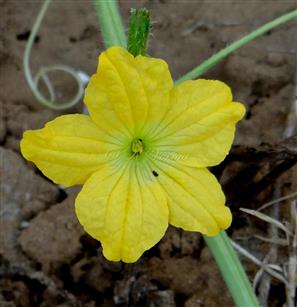  Male flower
